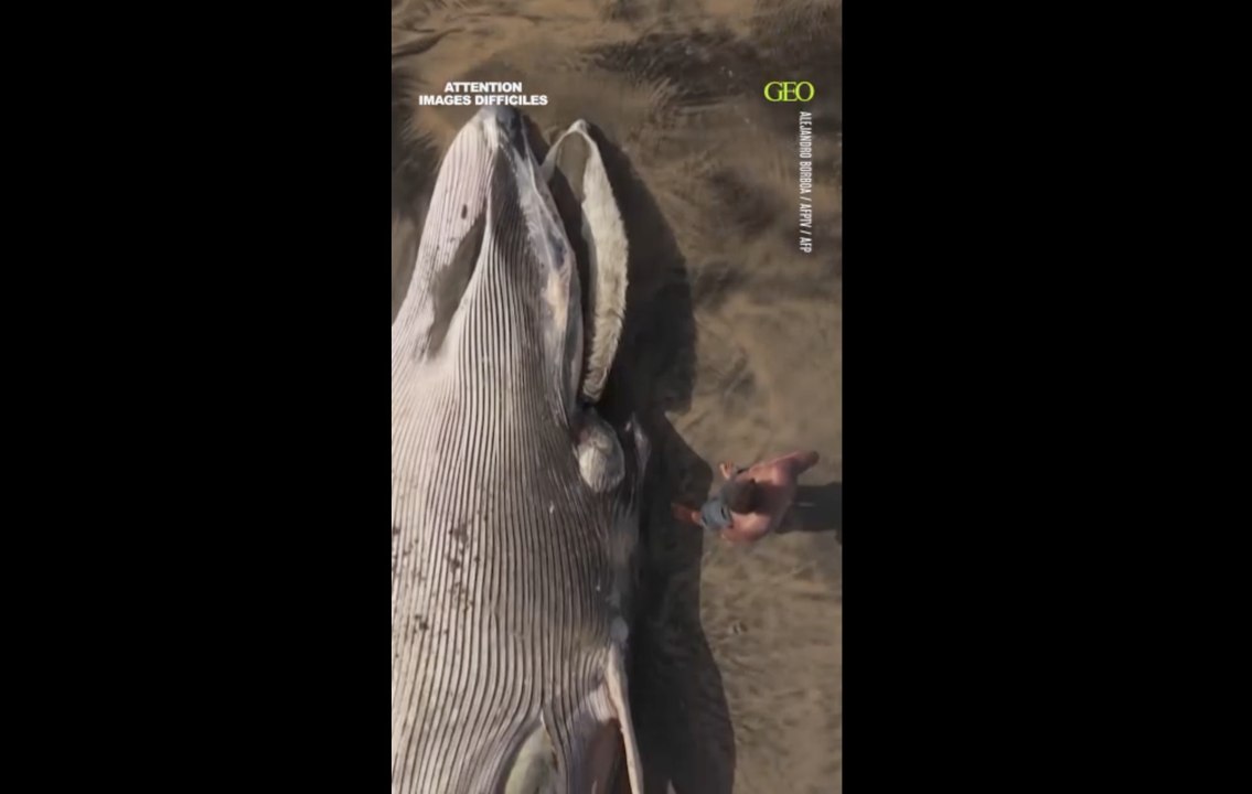 Une baleine morte s’échoue sur une plage de Tijuana, au Mexique