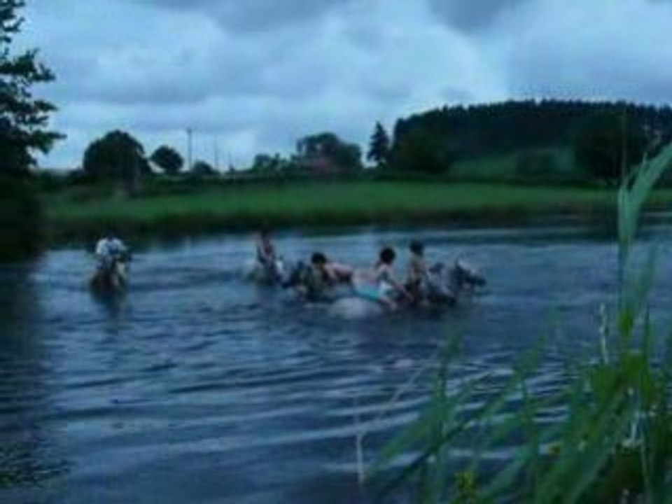 Nager avec des chevaux