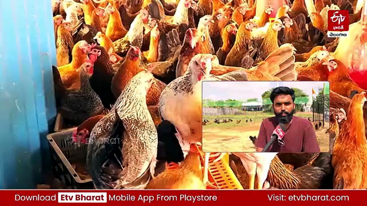 ఎంబీఏ చదువుకుంటూ, జాబ్‌ చేస్తూనే నాటు కోళ్ల వ్యాపారం - 25 ఏళ్లకే యువ పారిశ్రామిక వేత్తగా యువకుడు