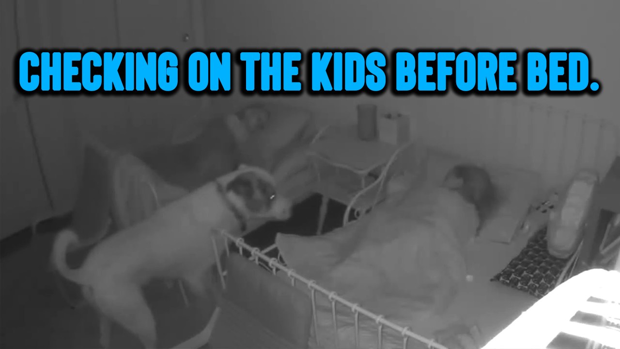 Heartwarming Dog Ensures Children Are Safe While They Sleep