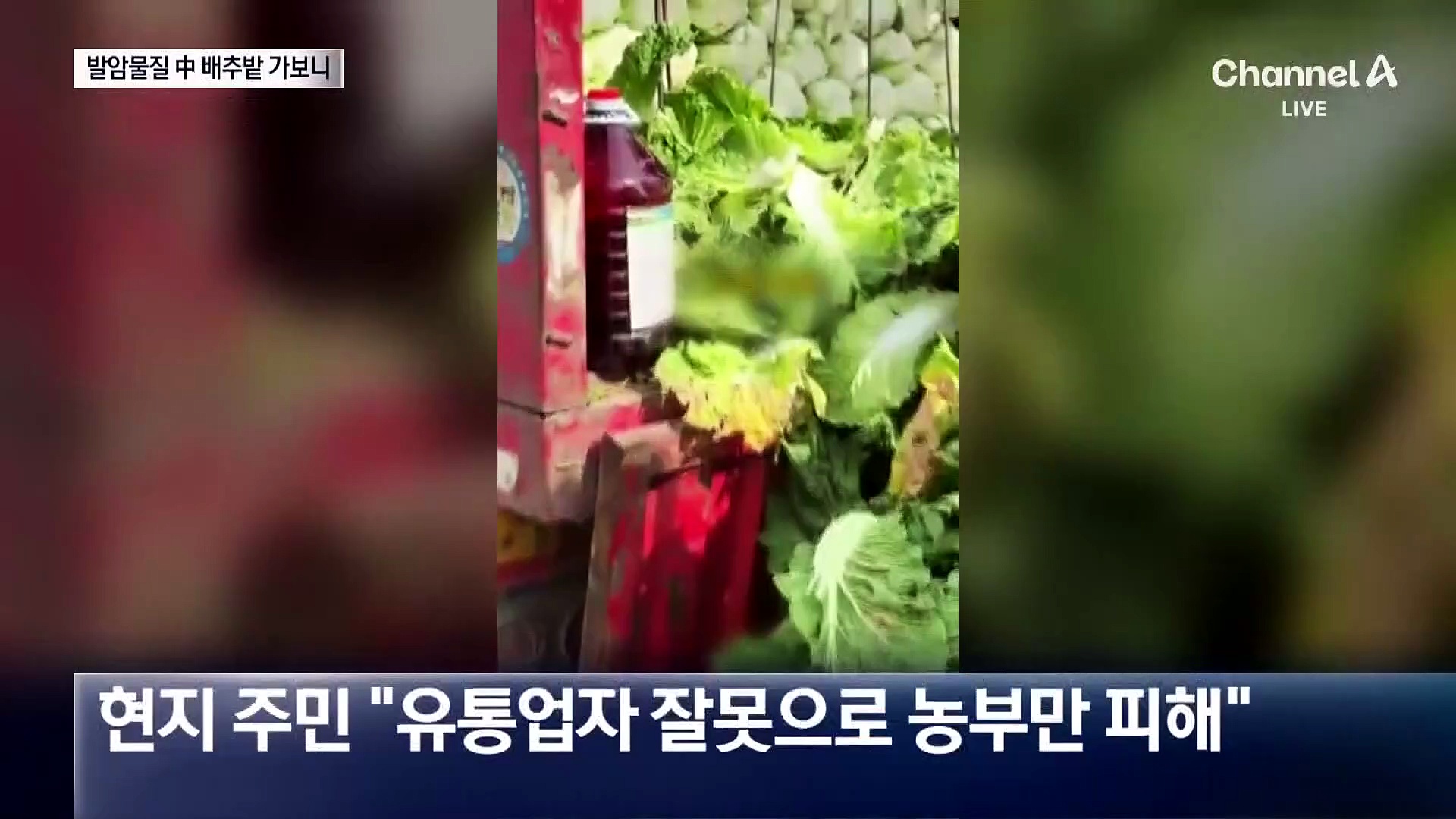 중국 ‘발암물질 배추’ 생산지 가보니…“찍지 마”