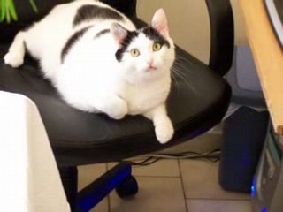 JMJ 2008 (Journées Membres Jedis)