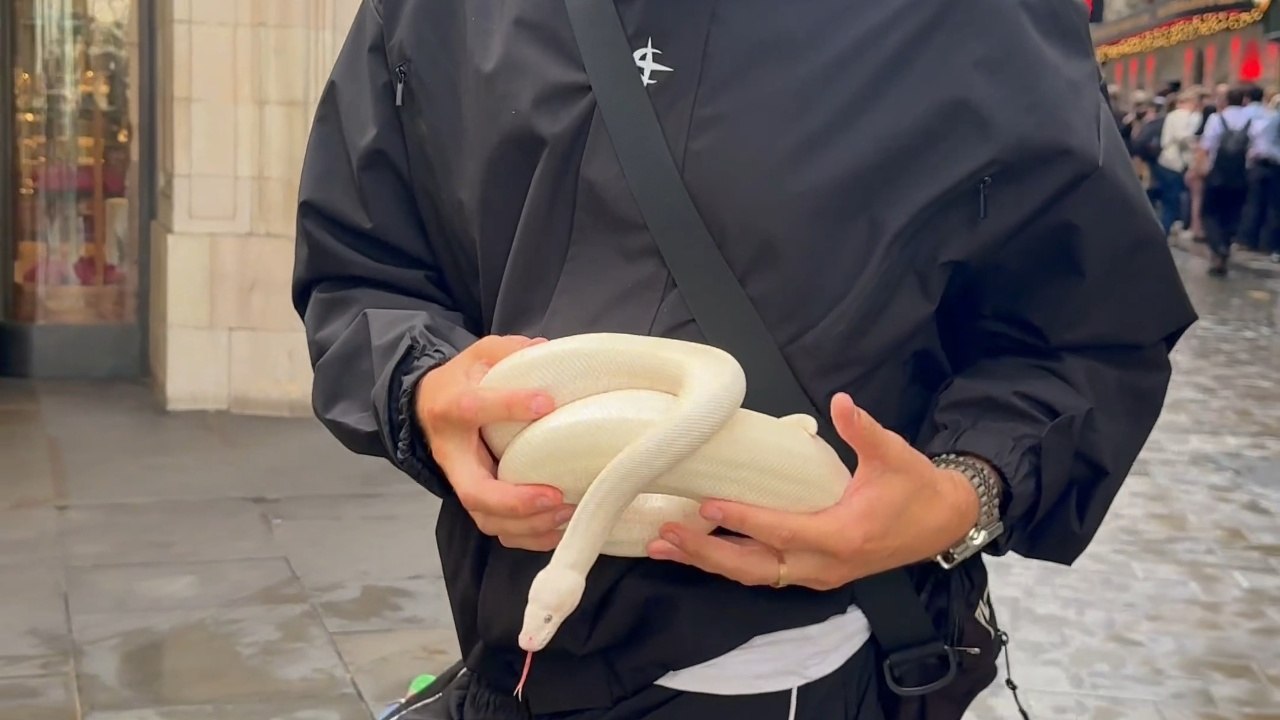 Strangers Stop Short When A Python Comes Into View