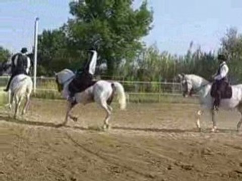 SPECTACLE CHEVAL CORNILLON13 5470