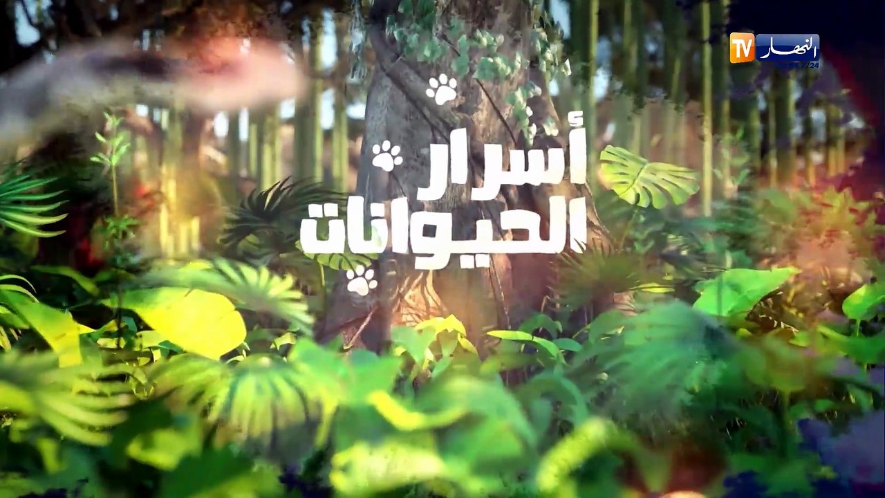 أسرار الحيوانات / حدوة الحصان .. ثعبان مسالم في عالم الزواحف