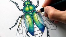Watch a Bug Get Drawn and Colored From Scratch!