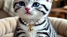 Cute Kitten #kitten