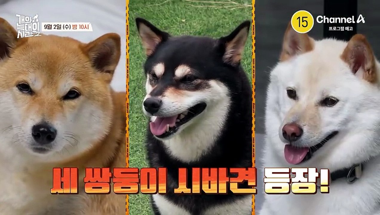 [예고] "이런 장면 처음이야;;" 형제의 난 일으키는 세쌍둥이 시바견