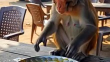 Monkey Eating Food On The Indian Dhaba