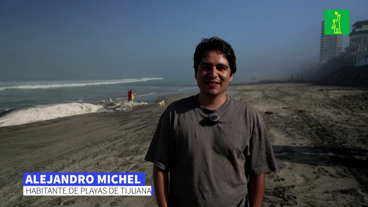 Hallan una ballena muerta en playas del Pacífico mexicano