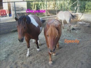 Chevaux du poney club des oratoires