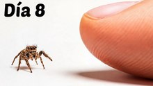 El proceso de hacer amistad con una pequeña araña