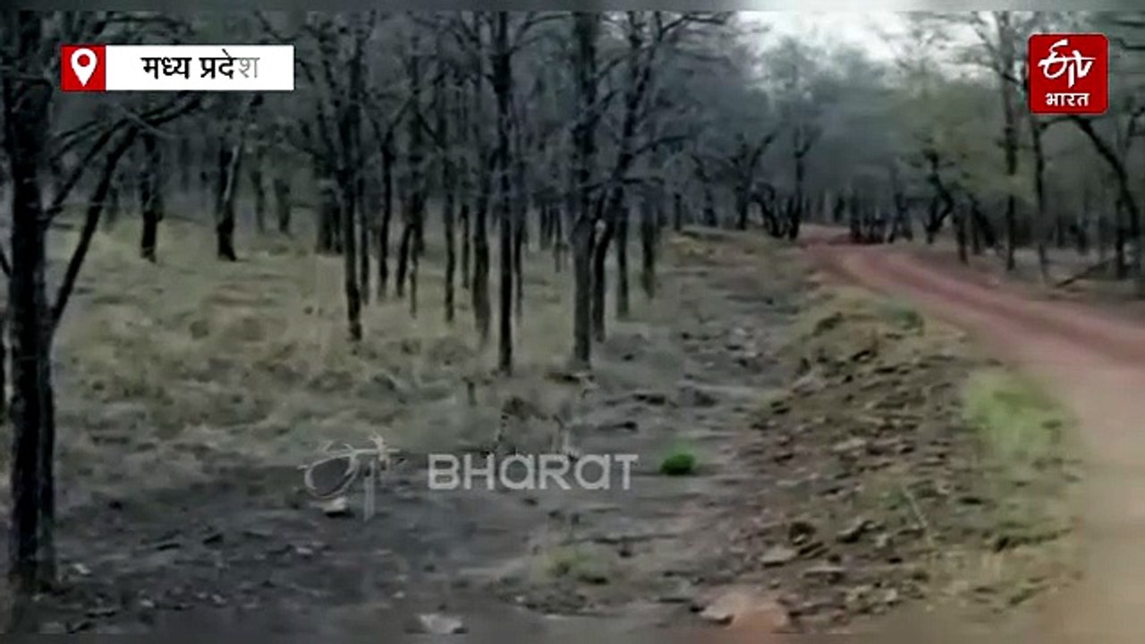 कूनो से लापता मादा चीता निर्वा, न लोकेशन मिली, न सैटेलाइट सिग्नल, एक सप्ताह से तलाश जारी