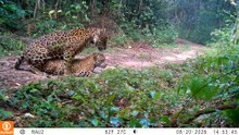 JAGUAR