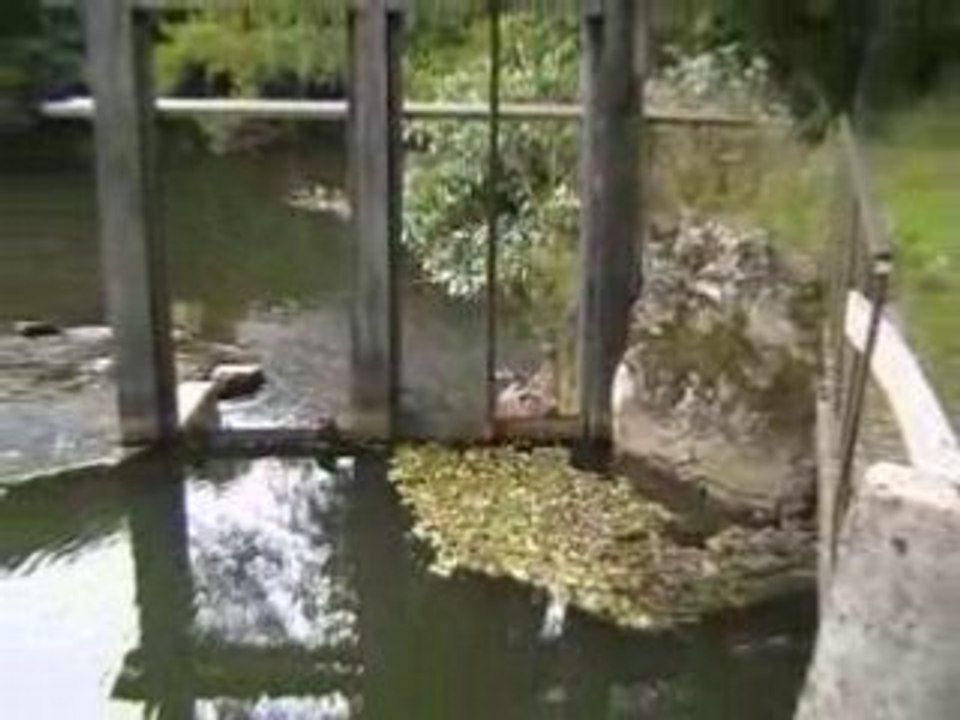 Rivière en forêt