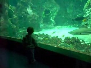 Oceanopolis 2008