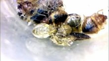 are bed bugs dangerous to humans
