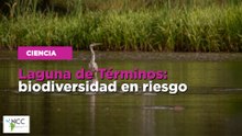 Laguna de Términos: biodiversidad en riesgo