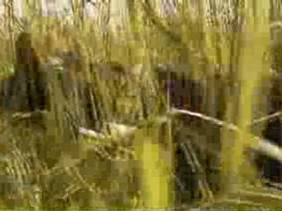 Max Magel - Dents de la foret