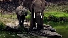 Incredible Mother Elephant and Baby Calf Encounter at African Safari Waterhole