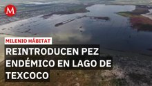 Logran reintroducir pez endémico en peligro de extinción al Lago de Texcoco | Milenio Hábitat