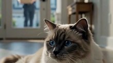 Ragdoll Cat vs. The Giant Online Shopping Box