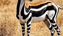 Stunning Striped Gazelle in the African Wild 🦌🌿