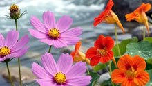 Blooming beside crystal waters. 🌸💙