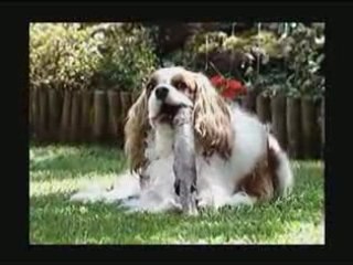 Du bois pour cet hiver