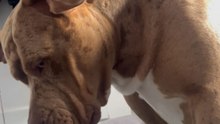 She Waits for a Bite Until Her SAD Whine Steals the Show