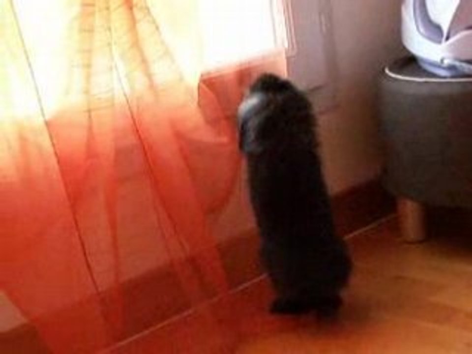 Woopie tombe