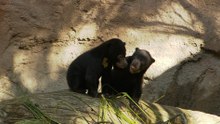 Meet the Bornean Sun Bear Cubs in a New Habitat