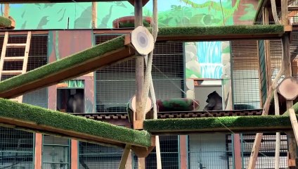 Pierre Thivillon : 50 ans au service de l'espace zoologique de Saint-Martin-la-Plaine