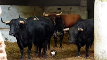 Sorteo de los toros de Victoriano del Río - Bilbao (27/08/26)