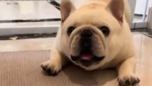 This Pup Is Doing Toad Kung Fu