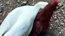 Pato🤔🦆🤣