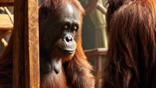 🐒😂 Monkey Meets His “Twin” in the Mirror! | AI Comedy