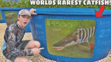 J'ai acheté le poisson d'aquarium le plus rare au monde !