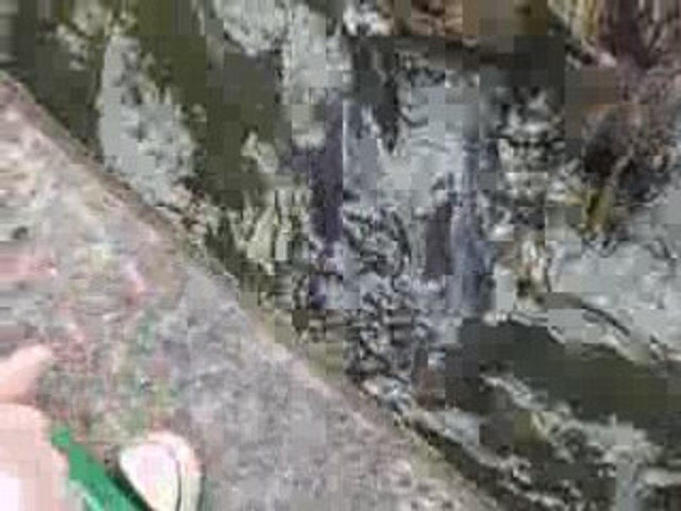 Poissons Chat 2