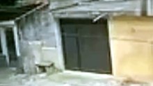 Viu quando a polícia pegou ?