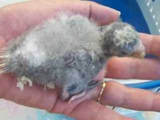 kaks eam 22 juillet 08