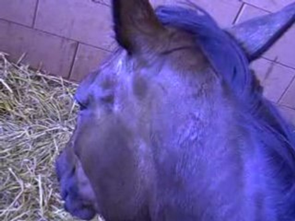 pomme dort avec moman sur le dos