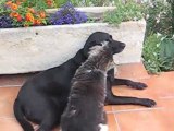 Amour et calins entre chien et chat