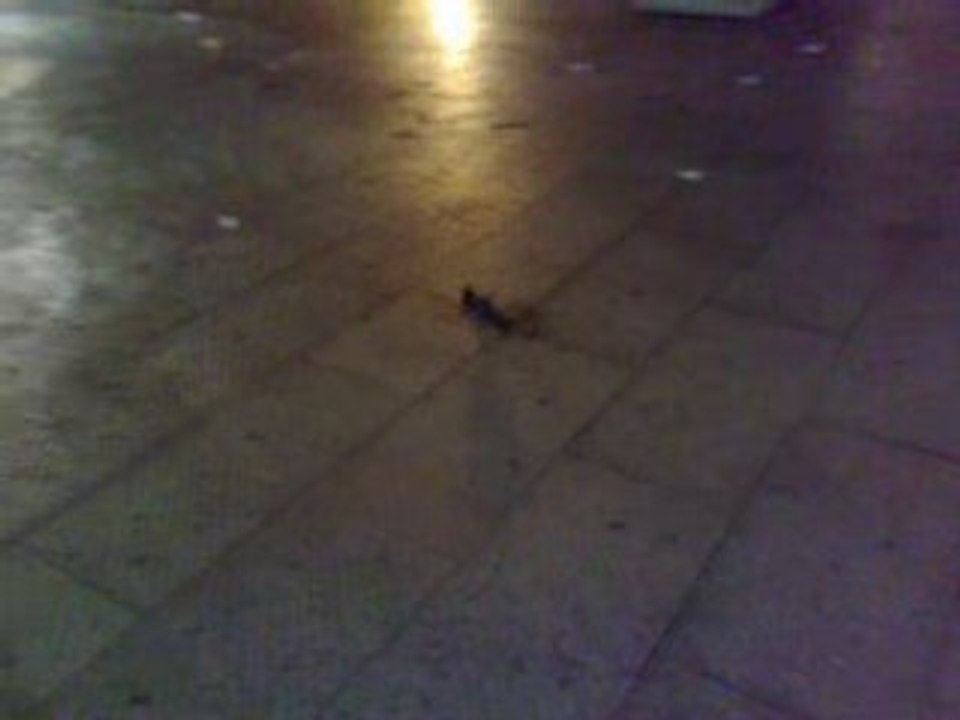 kick a pigeon
