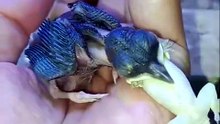 Nature never ceases to amaze. Watch this tiny baby bird tackle a full gecko! 🦎🐦
