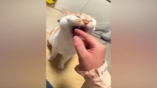 🤣 Funny Pet Fails Compilation  Cats and Dogs