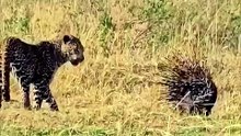 Fearless Prey: Animals Fighting Back Against Top Predators