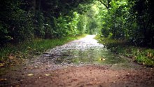 Éveil de Printemps _ Piano Doux et Pluie Légère pour une Concentration Totale et un Sommeil Profond