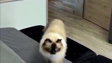 Pet Hair Remover Spray Brush | Grooming Massager for Dogs & Cats