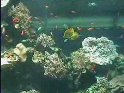 Aquariums du musée océanographique de Monaco 1° partie